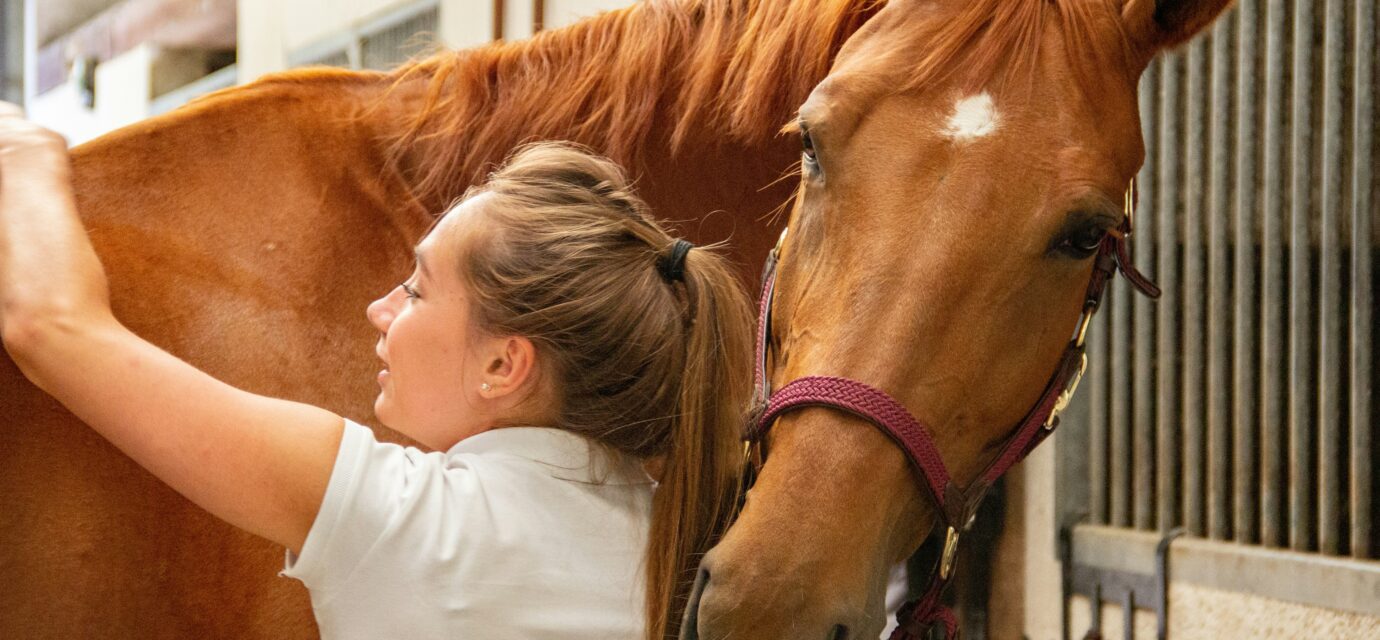 BK Horse: Tips for Keeping Your Equine Friend Happy and Healthy