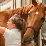 BK Horse: Tips for Keeping Your Equine Friend Happy and Healthy