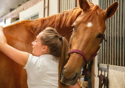 BK Horse: Tips for Keeping Your Equine Friend Happy and Healthy