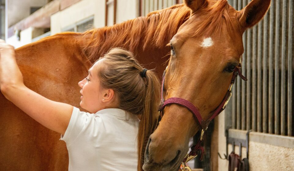 BK Horse: Tips for Keeping Your Equine Friend Happy and Healthy