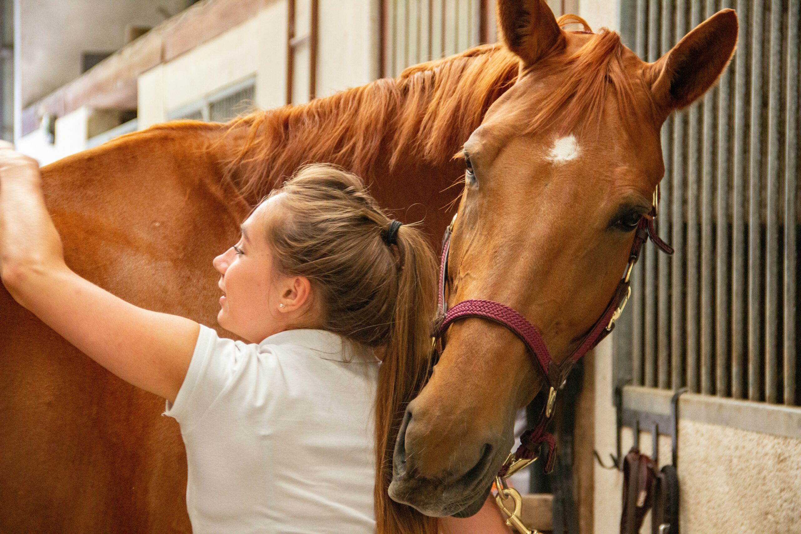 BK Horse: Tips for Keeping Your Equine Friend Happy and Healthy