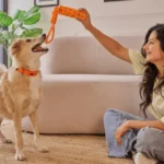 Petto shop: The Ultimate Checklist for New Pet Owners
