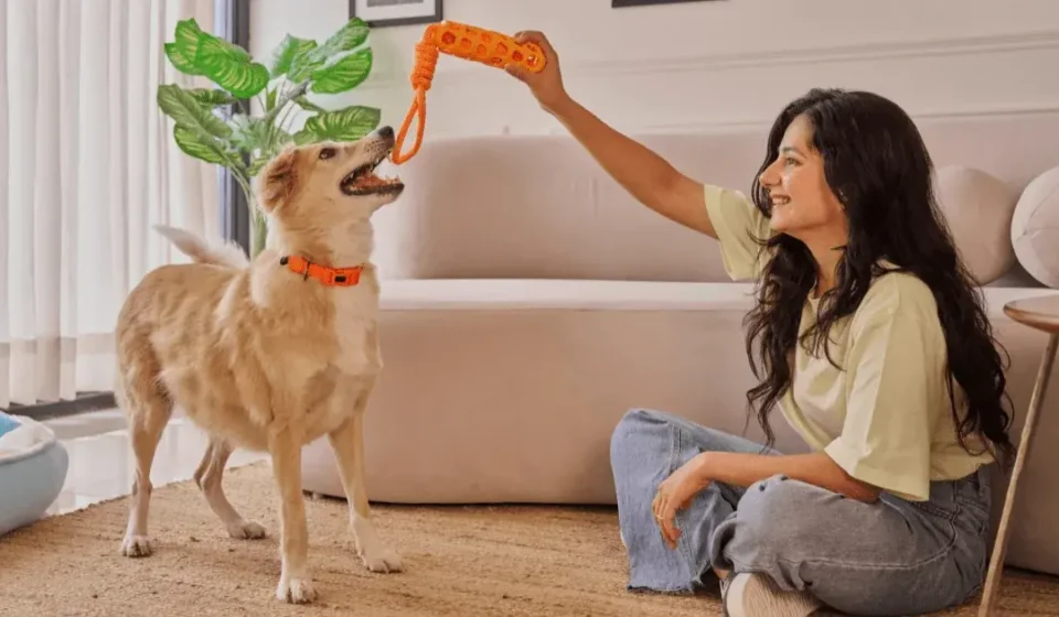 Petto shop: The Ultimate Checklist for New Pet Owners